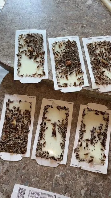 #Catchmaster #Mouse & #Insect Glu