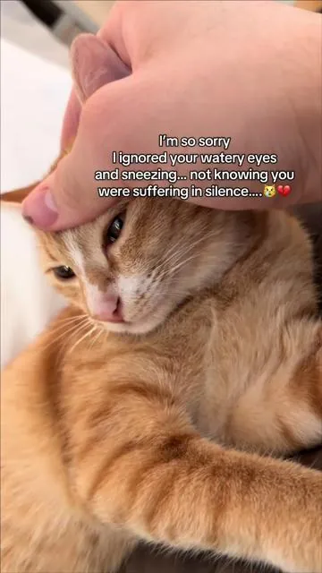 We found her as a street cat as a horribly wheezing breathing cat and after taking these for a month they are way better #cathealth #catlover #cateye #catcare #fyp 