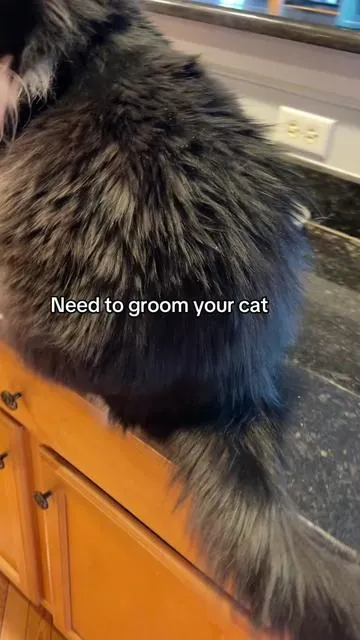 #catgrooming #catbrush #catlover #tiktokshopcreatorpicks 