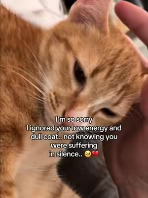 Her skin and coat as a stray was damaged and this healed her up in just a month! #cat #cathealth #catlover #cattok #catfur 