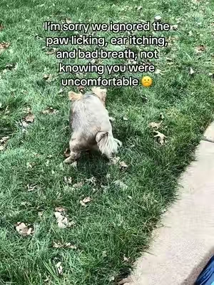 This could be exactly what your dog needs 🐶❤️‍🩹  #dogguthealth #dogsupplement #dogitching #dogpawlicking #dogbreath 