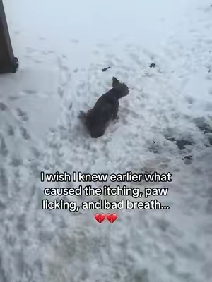 These probiotic chews helped her a lot ❤️‍🩹🐶 #dogsupplement #dogitching #dogpawlicking #dogguthealth 