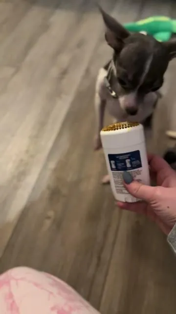 They went crazzyyy over this and now their breath doesn’t smell like 💩 #dogsoftiktok #dogmom #animals #dogdental #fyp 