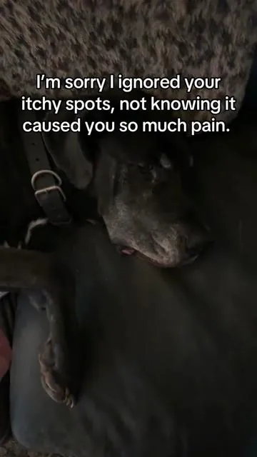 Dog itch Formula