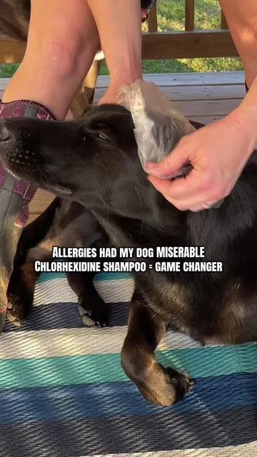 Itch relief for dog with allergies , yeast , sensitivity like hot spots or …..just a smelly dog . This is a must and I use to have to purchase chlorhexadine shampoo at the vet but now I can order on tik tok and get it shipped right to my door from @Pet Honesty check it out in the orange cart . I bathed all 3 of my dogs yesterday 🙌🏻♥️ #chlorhexidine #dogshampoo #doggrooming #dogallergyrelief #skinallergies 