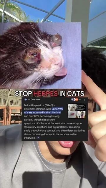 Trust me after a month and 1 week she completely lived a better life! 🙌😩 #cat #cathealth #cateye #cattok #catlover 