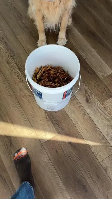 I can’t believe you can get high quality chicken feet in bulk like this!!

#naturaldogtreats #dogchews #dogparents #dogdentalhygiene #tiktokshopcreatorpicks 