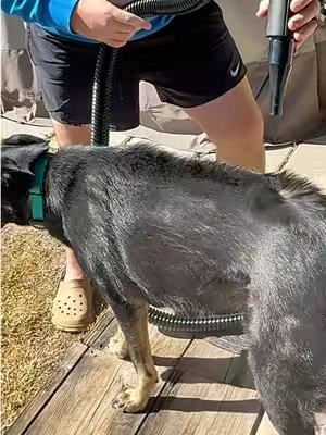Would you rather your dog dry in hours or minutes? #blowdryerupgrade #groomingessentials #airdryer #blowdryerbrush #tiktokshopcreatorpicks 