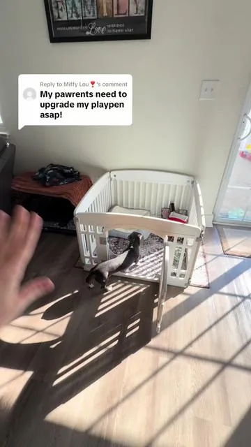 Replying to @Miffy Lou❣️ POV: You finally found a playpen that actually stays put 🐾🙌 Durable plastic panels, secure lockable door, and a non-slip bottom to keep your pup safe during playtime. Easy to set up, easy to move, perfect for indoors or outdoors 🐶✨ Tap to grab yours on TikTok Shop!

#PuppyEssentials #DogParentLife #PetGear #TikTokShopDeals #FurBabyFinds