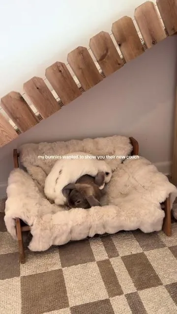 they are obsessed with their little couch☺️ #bunnyroom #bunnies #bunny #pet #couch 