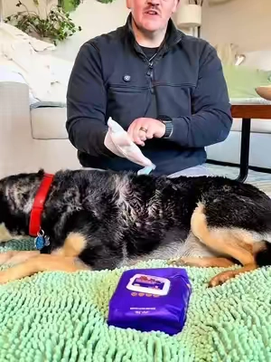These pet glove wipes come soaked! @HICC Pet US #hygieneproducts #petowners #dogmomessentials #petwipes #tiktokshopcreatorpicks 