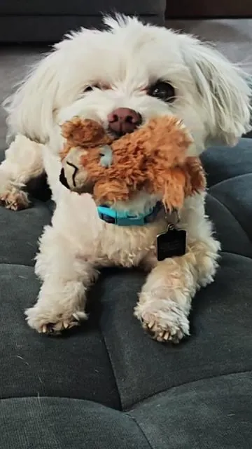 Neo would suddenly stop playing and start chewing his paws which can be a sign of allergies or irritation. Trying these Aniwell ImmunoFlo chews to see if it helps. Link below. #dogchewingpaws #dogallergies #dogsoftiktok #petsoftiktok #tiktokshopfinds