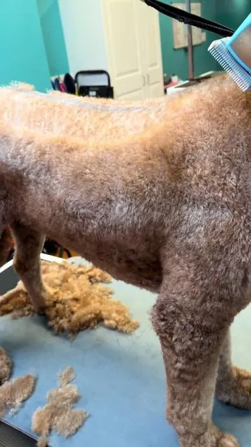 The best deal you’ll find on cordless dog grooming clippers for the price! #doggrooming #doggroomer #petgroomer #doggroomerlife #goldendoodle 