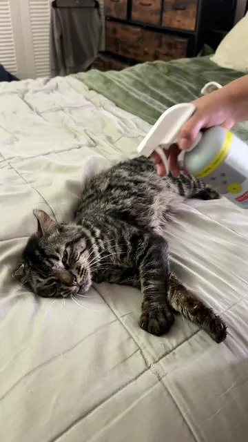 The best truly got rid of your flea infestation #fleaandtickprevention #fleas #fleasandticks #fyp #tiktokshopcreatorpicks  