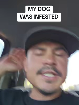 DOG FLEAS IRRITATION 