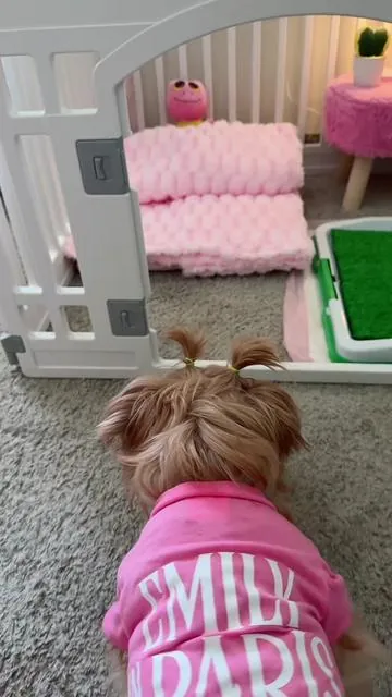 Miren que hermosa su casa 🤩 💕🌸🌷🎀🩷🍬 #doghouse #puppy #puppyplaypen #puppytiktok #puppylife 