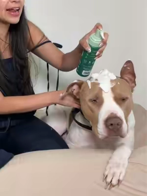 Este es ideal para uso diario y como es Foam rinde muchisimo #petodoreliminator #dogodor #pet 