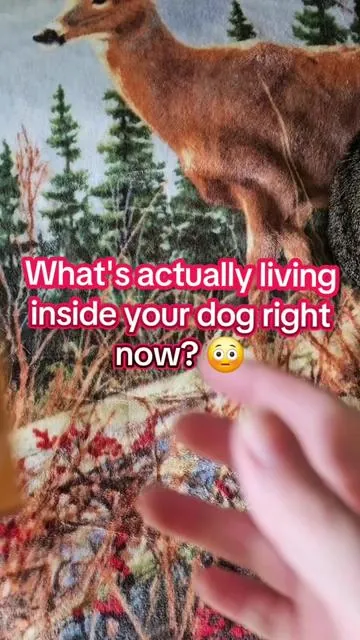 Most dogs carry multiple internal parasites at once with zero symptoms — by the time you notice it's already serious. Cassiel Dualmectin chewable dewormer dogs. #DogMom #DogHealth #cassielpet #PetsOfTikTok #PetCare 