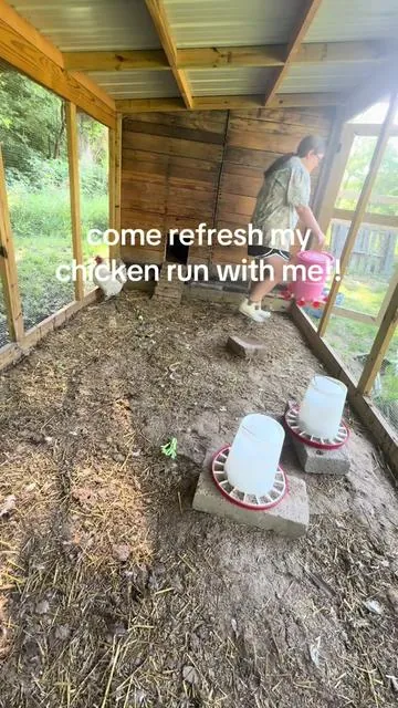 They had so much fun scratching around in the dirt!! #chickens #chickensoftiktok #farmlife #homestead #fyp 