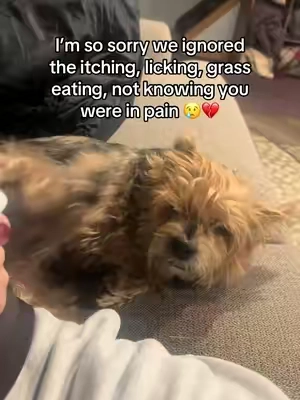 I’m so glad I found something that ACTUALLY works #dogsupplements #turkeytailfordogs #dogguthealth #dogitching #doglicking 