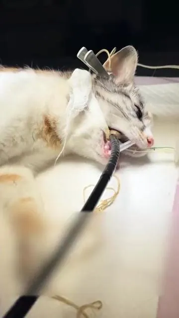 Don’t wait until your cat starts throwing up to think about hairball control.#catsoftiktok #catgrass #petlover #cat #SummerVibes 