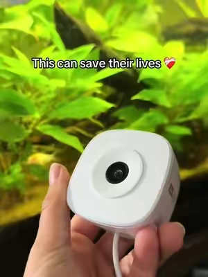 Adding a simple aquarium camera can save your fishes lives while you’re away! I highly reccomend this one for your peace of mind ❤️‍🩹 #fishtok #plantedtank #fishtank #bettatank #aquarium 