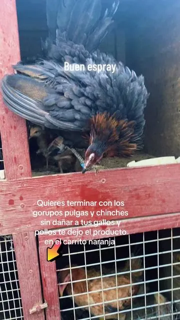 Reliant pet chicken y coop poultry spray for mites lice ticks fles pulgas y gorupos #roosters #tiktokshop #usa🇺🇸 