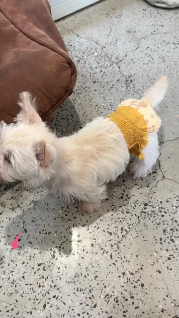 Protect your cute girl dog from unplanned mating.🥰🐶#dogdiapers #summervibes #dog #dogsoftiktok #petlovers #fyp