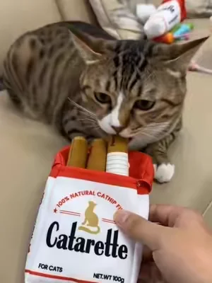 #catsoftiktok #DealsForYouDays #catnip #catlover #cattoys 
