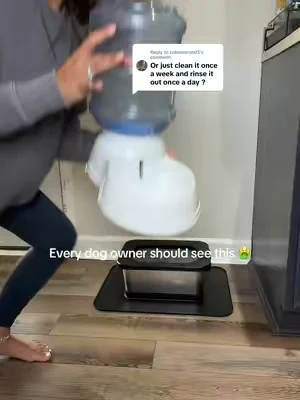 Replying to @colinmartin05  #dogmomproblems  #bullymom  #waterbowl  #dealsforyoudays  #SummerWins 