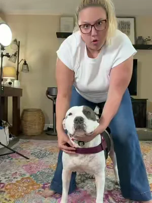 Tired of stopping every walk to adjust your dog’s harness? This secure fit helps keep walks safer, easier, and more comfortable for both of you. 🐶 #tiktokshop #summeressentials #dogharness #dogwalking #petproducts