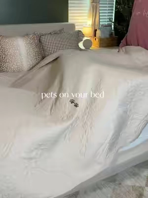 If your pets sleep on your bed— this is the one. #petfriendly #petfriendlybedding #lightweightquilt 