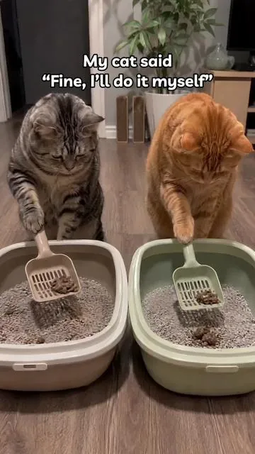 For the cats? Yes. For me? Also yes.#catsoftiktok #catproblems #litterbox #catlitterbox #petpivot 
