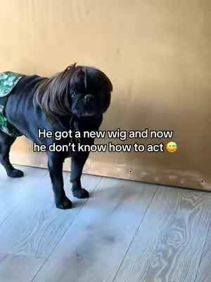 I think he needs a haircut…. #dogwig #dogmom #dogs #dogcostume #doglover 