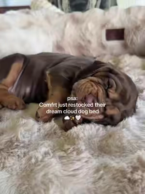 so glad I was able to get this @Comfrt Dream Cloud Pet Sofa Bed for my dogs, the only bed they want to sleep on now✨🤍#petbed #dogbed #comfrt 