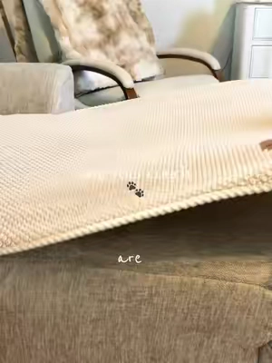 save your couch from your pets 