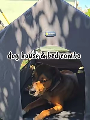 🐾 This weatherproof doghouse & elevated bed combo is perfect for big dogs. 👌🏽@KINGSYARD.global #doghouse  #dogbed #dogmom #bigdogsoftiktok #spoileddog 