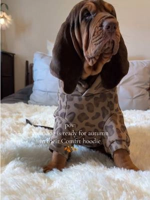 grab your favorite @Comfrt dog hoodie for the cozy weather while they are still in stock🤍✨#comfrt #doghoodie #dogclothes 