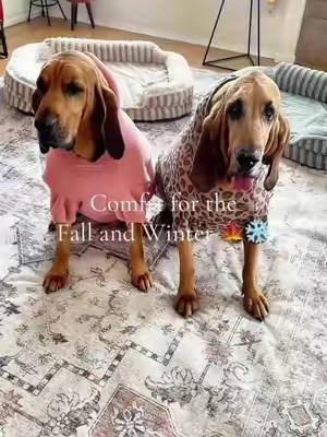 she is still wearing and we're still loving these Comfrt hoodies for our dogs a year later🤍✨ # #comfrt #doghoodie #dogclothes#onthisday 