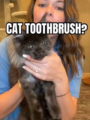 found an easy way to take care of your cats oral healthy 🐾 🐈 🦷 #howtobrushcatsteeth #cattoothbrush #catbreath #catlovers 