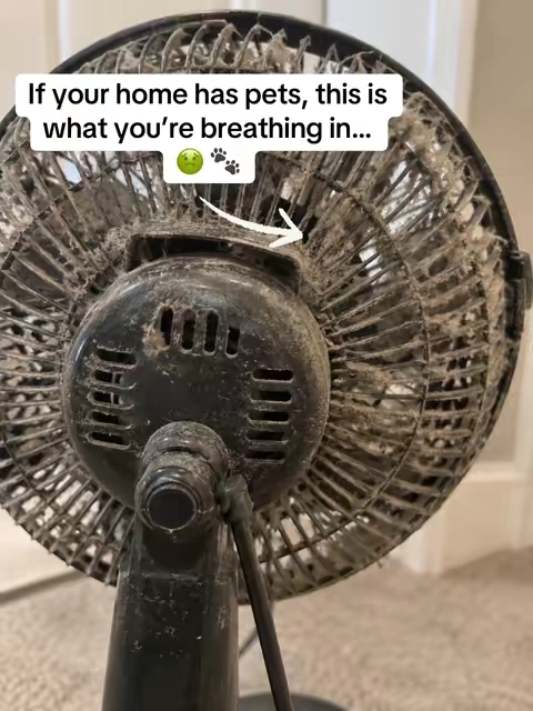 You don’t need to overpay for a great air purifier! Amazing air purifier if you or your family has allergies or pets 🐾🦴 #airpurifier #allergies #petowners #cleanair #petairpurifier 