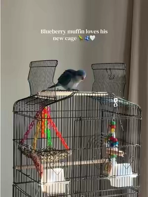 My sweet baby 🐦🤍 #quakerparrot #birdcage #parrotsoftiktok #birdsoftiktok #fyp 