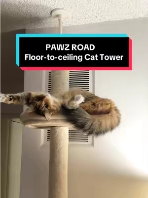 Silly Penny 😹 she loves her tall floor-to-ceiling cat tree from @PAWZ Road Store ! #funnycats #catsoftiktok #tiktokshop #cat #funny 