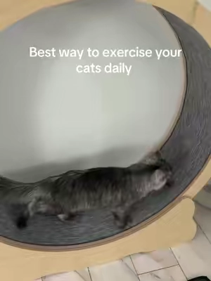 5-10min a day help with destructive behavior of cats with exercise #catsoftiktok #cat #mainecoon #cathealth 