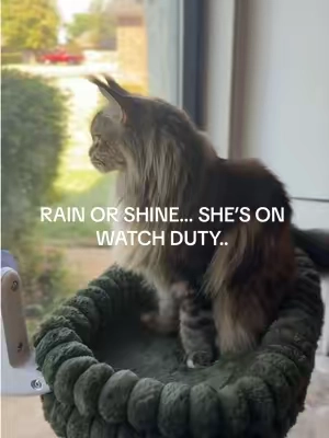 Rain or shine, my cat absolutely loves her window hammock. If you have an indoor cat who loves watching the world outside, this is your sign to get them one. 🐱  #CatHammock #IndoorCats #CatFinds #CatLife #CatLovers