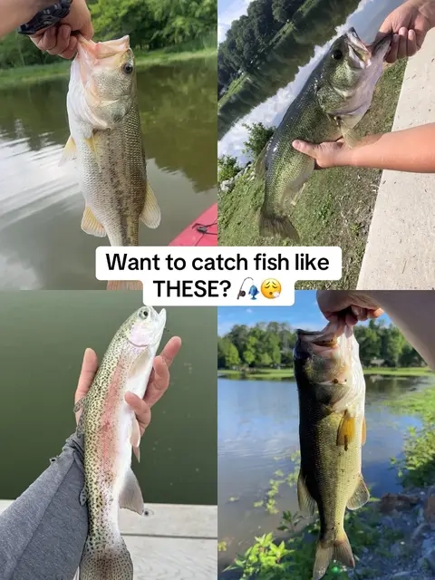 They absolutely HAMMER these things 🎣 #fishinglures #fishinggear #bassfishing #lure #TikTokShopCreatorPicks 