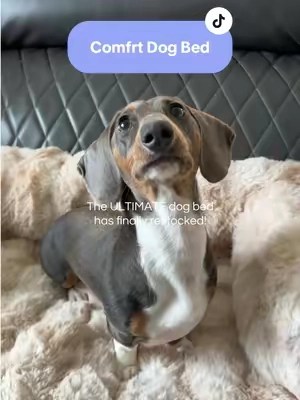 Your pup deserves a couch as comfy as yours. 🐶🛋️ The Comfrt Dog Sofa is soft, supportive, and the cutest upgrade for your furry best friend. @Comfrt #TikTokShop #DogMustHaves #PetFinds #DogMom #ComfyPets