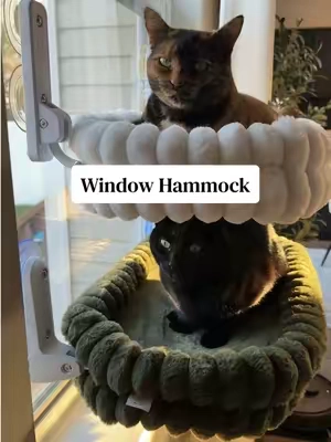 This is your sign to get you kitties a window hammock 🤍💚 #cats #windowhammock #windowperch #catbed #catmusthaves 