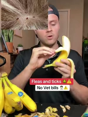 Just personal experience. Consult your vet for more details. These are preventions chews not a fast method. #fleas #ticks #dogfleas 