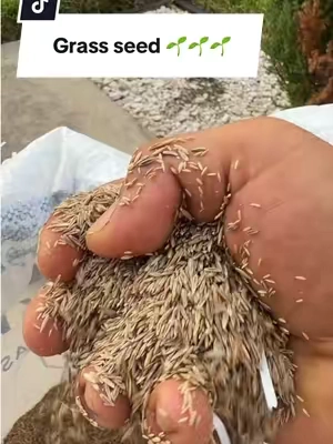 #yarderosperrones💪🏼🇲🇽 #grass #jardines #grassseed #viral 